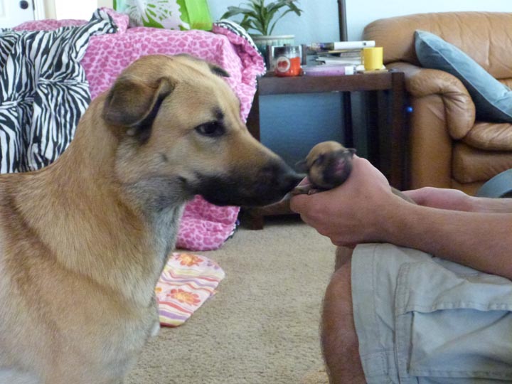 chinook dog